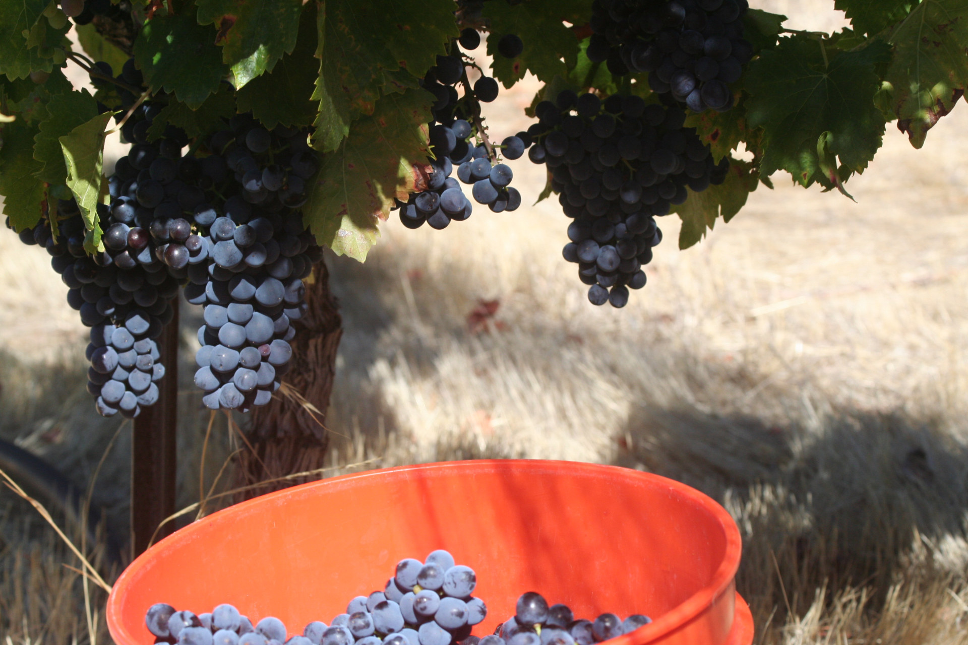 Dark grapes on the vine and in a bucket