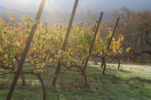 The vineyard in the Fall