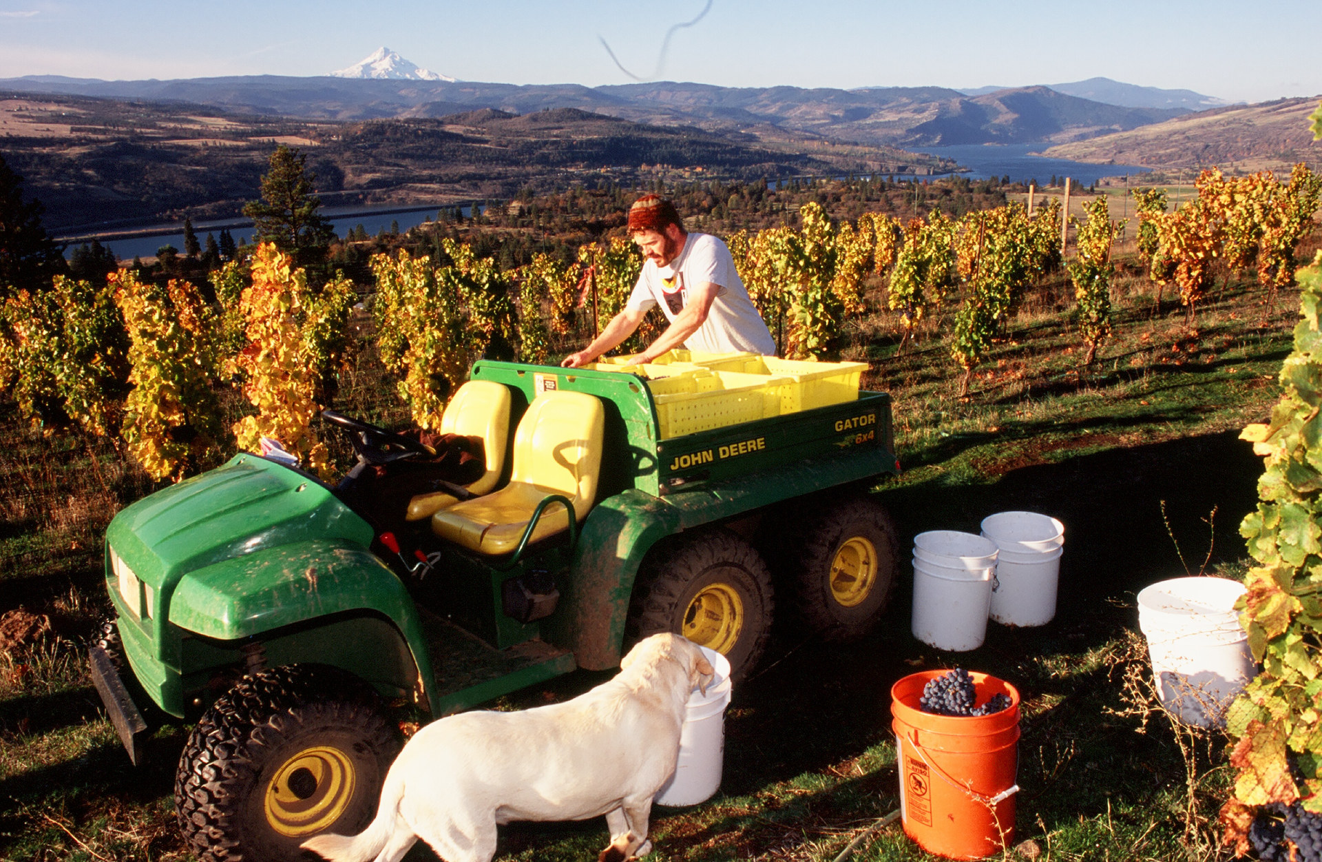 Working in Vineyard with Dog